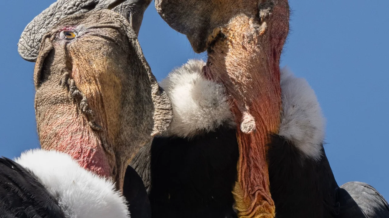 Perros asilvestrados: Amenaza crítica para fauna y ganadería chilena