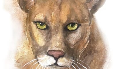 celebra el dia del puma con el libro puma de alejandra doepking en puerto varas