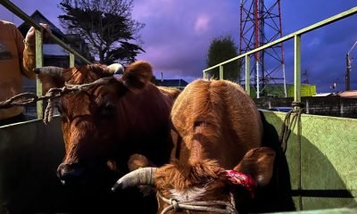 detienen a ladrón de ganado en calbuco tras operativo