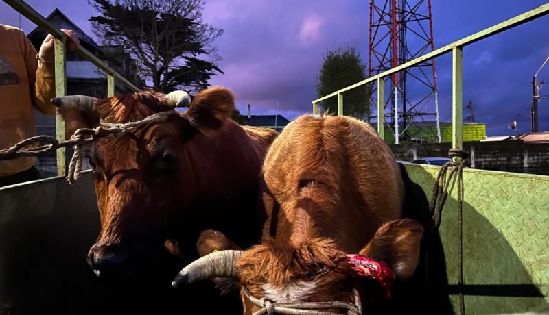 detienen a ladrón de ganado en calbuco tras operativo