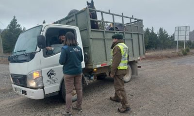 traslado animal fiestas patrias guia sag para cumplir la norma