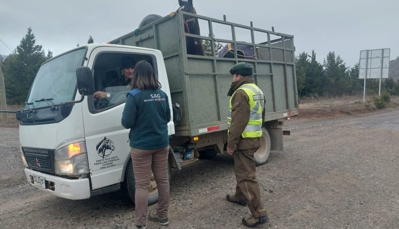 traslado animal fiestas patrias guia sag para cumplir la norma