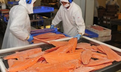 exportaciones de los lagos superan us$5.100 millones: liderazgo acuícola impulsa crecimiento regional