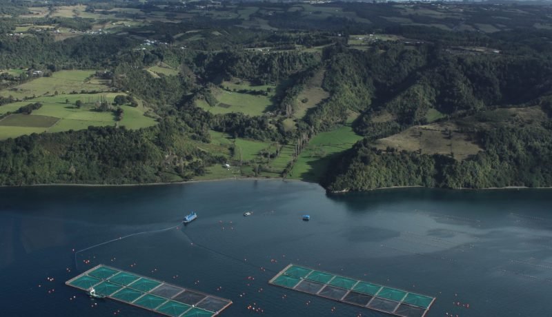 lacqua25: puerto varas acoge el mayor congreso acuícola latinoamericano 2025
