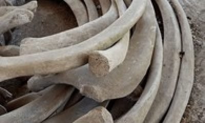 aduanas osorno decomisa costilla de ballena en paso samore