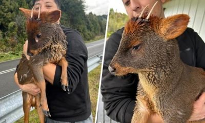pudu en chiloe atropellos y ataques de perros amenazan su supervivencia