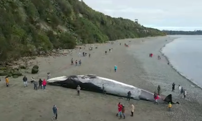 sernapesca investiga muerte de ballena en chiloe