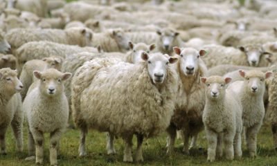 core los lagos evalua replicar faenamiento ovino de los rios