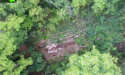 violento asalto en predio forestal de los lagos cuidador atado y amenazado con rayados politicos