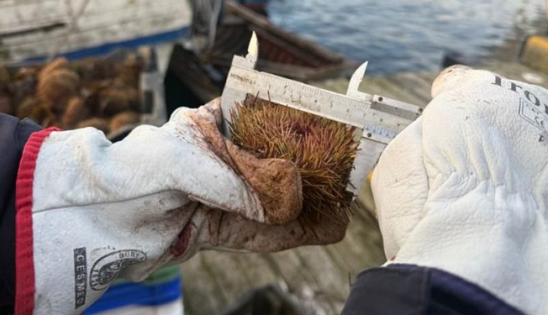 sernapesca intensifica fiscalizaciones en zona contigua los lagos%e2%80%91aysen