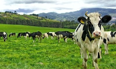 centro de informacion lactea impulsa futuro del sector lechero chileno