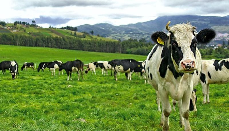 centro de informacion lactea impulsa futuro del sector lechero chileno