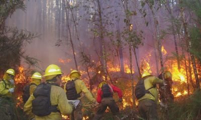 conaf lanza segunda convocatoria de brigadistas en los lagos para la temporada de incendios 2025‑2026