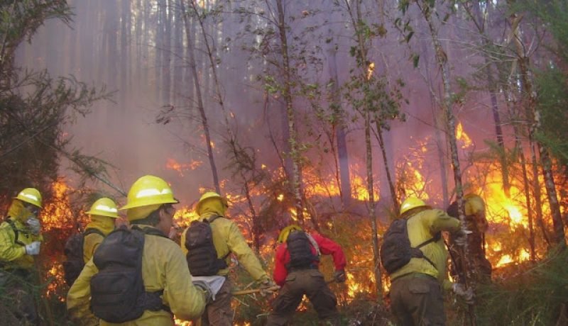 conaf lanza segunda convocatoria de brigadistas en los lagos para la temporada de incendios 2025‑2026