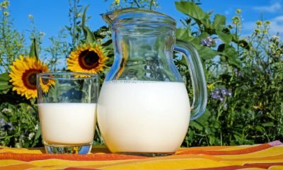 recepción de leche cruda en chile sube 8,1% en 2025, los lagos lidera​