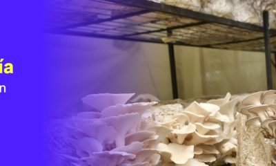 saesa abre convocatoria para la 10ª edición de mujeres con energía: oportunidades para emprendedoras del sur de chile