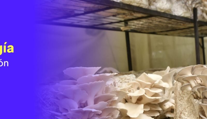 saesa abre convocatoria para la 10ª edición de mujeres con energía: oportunidades para emprendedoras del sur de chile