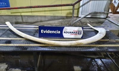aduana incauta costilla de ballena franca en paso cardenal samore