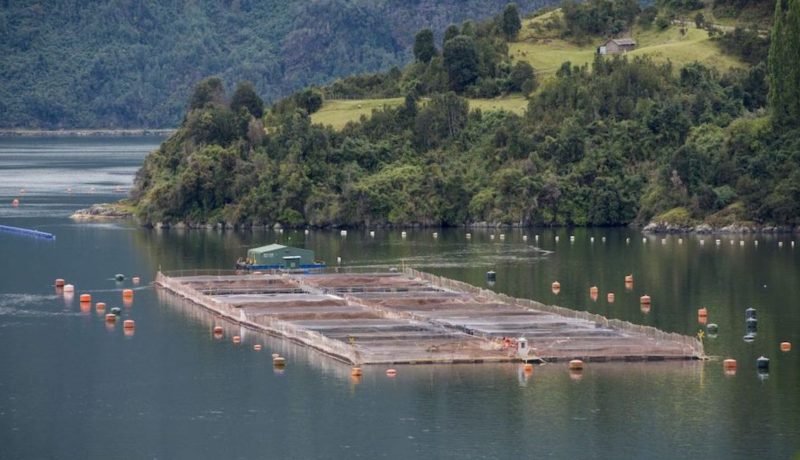 alerta sanitaria en calbuco por salmones escapados