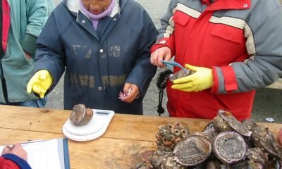 veda del loco en regiones del maule a aysen medidas clave para su conservacion