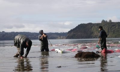 empleo en los lagos desafios y oportunidades laborales regionales