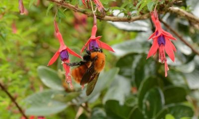 protege al abejorro nativo: concurso científico ciudadano