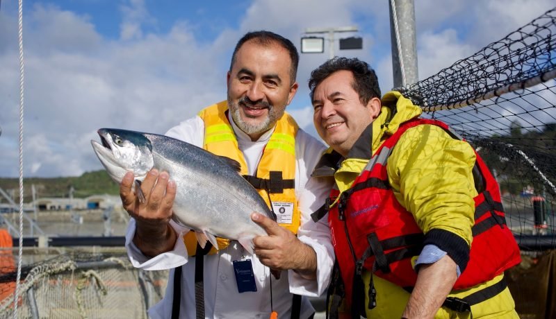 chefs nacionales exploran el ciclo productivo del salmon chileno