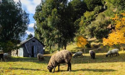 seminario de cooperativas campesinas impulsa desarrollo rural en los lagos