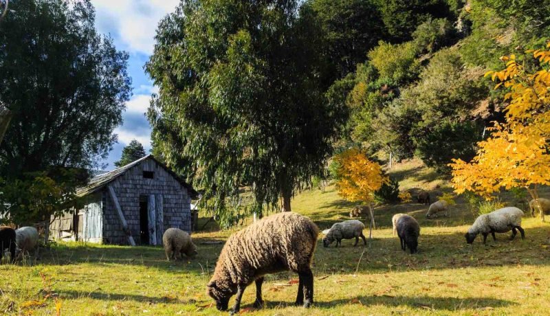 seminario de cooperativas campesinas impulsa desarrollo rural en los lagos