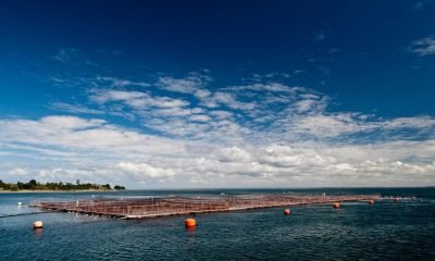 salmonicultura impulsa el crecimiento económico del sur de chile en 2025