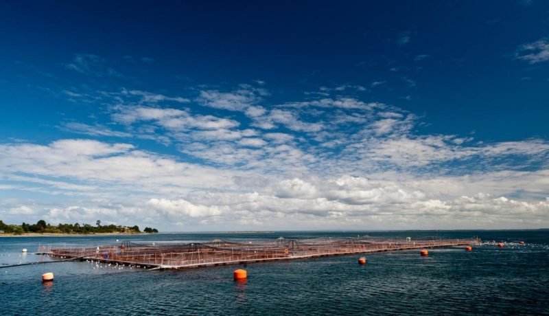 salmonicultura impulsa el crecimiento económico del sur de chile en 2025