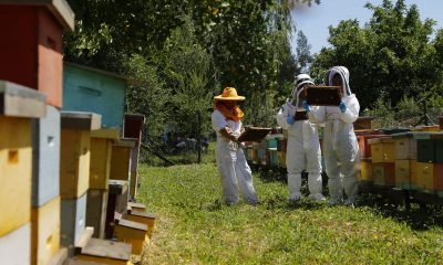 apicultores protege abejas registra colmenas en sipec