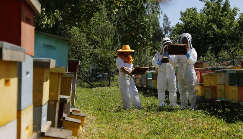 apicultores protege abejas registra colmenas en sipec