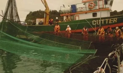 alerta en calbuco: escapan 42 mil salmones; investigacion por sabotaje y riesgo ambiental