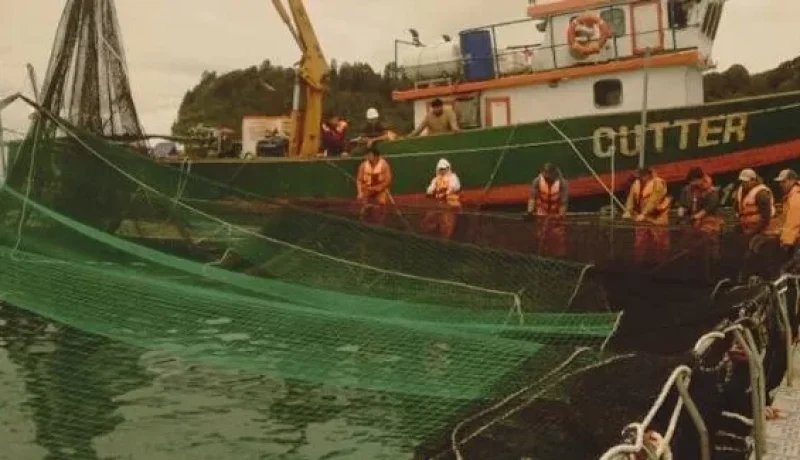 alerta en calbuco: escapan 42 mil salmones; investigacion por sabotaje y riesgo ambiental