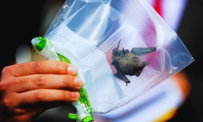 rabia en murciélago de castro: alerta sanitaria en los lagos