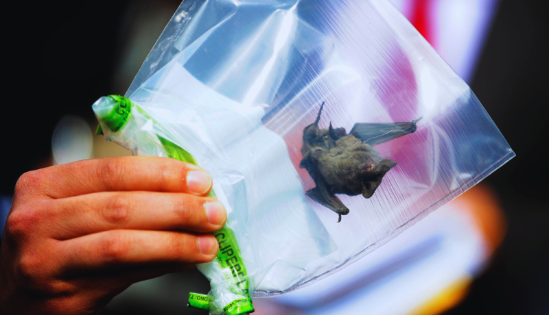 rabia en murciélago de castro: alerta sanitaria en los lagos