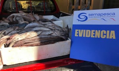 incautan casi 400 kilos de merluza austral en golfo de ancud